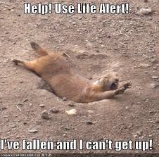I Ve Fallen And I Can T Get Up Meme Untitled Funny Animal Pictures Funny Animals Animal Captions