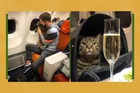 A red wine from barossa valley, barossa, south australia, australia. Russian Cat Too Fat To Fly On Aeroflot Until Owner Hatches Elaborate Scheme The Washington Post