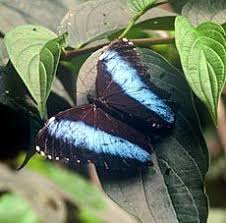 Herbivores Herbivores Amazon Rainforest Fish Pet