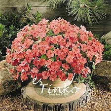 Gather house and garden ideas and inspiration online. 30pcs Impatiens African Touch Me Not Seeds Zanzibar Balsamico Flower Seeds Home Garden Bonsai Plant Diy Buy Online At Best Price In Uae Amazon Ae