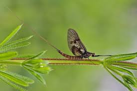 Always pay close attention to color variations and body shapes when trying to identify a species. Common Mayfly The Wildlife Trusts