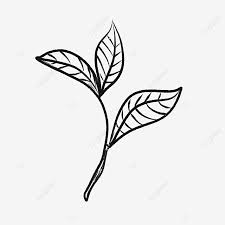 Pngtree offers daun teh png and vector images, as well as transparant background daun teh clipart images and psd files. Black Fuding White Tea Vector Material Black Vector Black Fuding Png Transparent Clipart Image And Psd File For Free Download