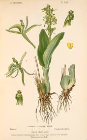 Image result for Liparis