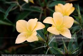Image result for Barleria rotundifolia