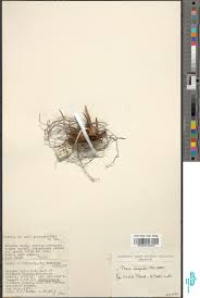 Image result for Pteris auquieri