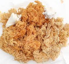 Irish sea moss is a seaweed species that contains 92 out of 102 minerals that the human body needs, which makes it highly nutritious. New Sea Moss 2021 Brand New With Best Quality 84 352310575 Buy Sea Moss Sea Moss Gummies Irish Sea Moss Sea Moss Capsules Sea Moss Gel Sea Moss Organic