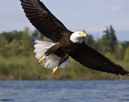 Check out this wonderful bird coloring page for kids of a bald eagle sitting on a large tree branch. Bald Eagle Facts For Kids North American Birds