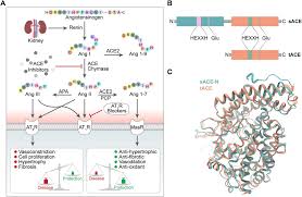Image result for ACE Inhibitor