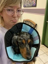 Corinth Animal Hospital, 2399 Fm 2181, Denton, TX 76210, US