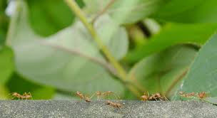 Les Methodes Pour Eradiquer Les Fourmis Du Jardin