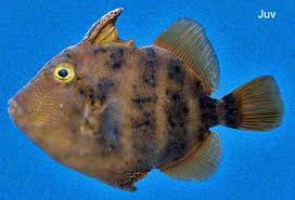 Image result for Dolichos pseudocajanus