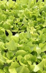 Browse 210 lollo rosso lettuce stock photos and images available, or start a new search to explore. Pflucksalat Saen Pflanzen Pflegen Ernten Freudengarten