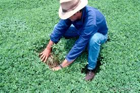 Image result for Duosperma glabratum