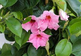 How To Care For A Mandevilla Vine Hunker Mandevilla Vine Garden Vines Rose Plant Care