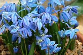 Their small size and ability to grow and thrive practically anywhere make them one of the easiest bulbs to plant. 10 Award Winning Small Bulbs With Blue Flowers Rhs Gardening