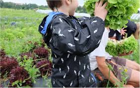 Epingle Sur Cueillette Au Champ Fruits Et Legumes Lyon