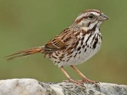 lincolns sparrow identification all about birds cornell