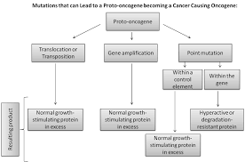 File Conversion Of Proto Oncogene Flow Chart Jpg Wikimedia