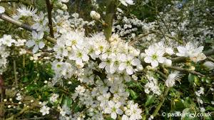 Plant identification apps are useful tools for gardeners and not only. Tree Identification Archives Paul Kirtley