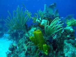 Son Las Esponjas Plantas O Animales Muy Interesante