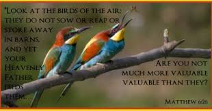 Birds Of The Air Look At The Birds Of The Air They Do Not Sow Or Reap Or Store Away In Barns And Yet Your Heavenly Father Feeds Them Matthew 6 26 Matthew 6 Heavenly Father