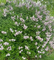 Why dwarf korean lilac shrubs? How To Grow And Maintain Korean Lilac Dengarden