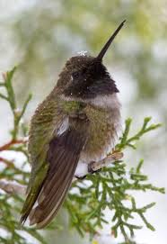 Birds Cute Overload Pet Birds Pretty Birds Beautiful Birds