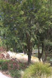 Image result for Casuarina verticillata