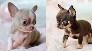 The puppy's name is bobby and he is a chihuahua. Cutest Chihuahua Puppies Video Compilation Youtube