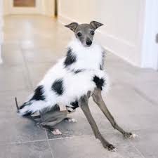 They Tried To Put Me On The Cover Of Vogue Tika The Iggy On Instagram They Tried To Put Me On The Cover Of Vogue But My Legs Were Too Long Jacket From Houndaround Co In 2020 Dapper Dogs Vogue Legs