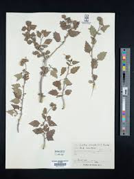 Image result for Cordia torrei