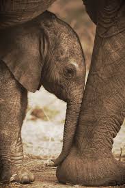 Pin De Rightfulhealth En Animals Elefantes Amor De Elefante Elefantes Bebe