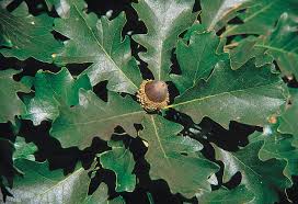 Quercus Macrocarpa Wikipedia