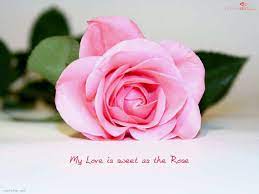 Love Quotes Rose Love Quotes Flower Quotes Love Wallpaper