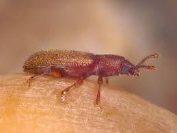 Foreign grain beetles can be common insects in homes in minnesota in august and september, particularly in newly constructed buildings. Foreign Grain Beetle