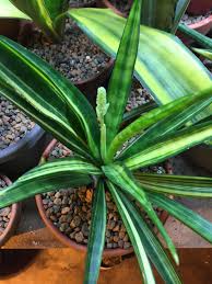 Image result for Sansevieria dooneri