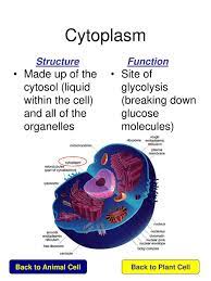 Check spelling or type a new query. Click On The Name Of Each Organelle To Learn About Its Structure And Function Cytoskeleton Lysosome To Plant Cell Ppt Download
