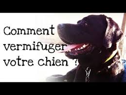 Petite Recette Toute Simple Et Efficace Pour Lutter Contre Les Vers A Donner 3 Jours De Suite Et Une Fois Par Jour Pendant La Periode De P Chien Pleine Lune