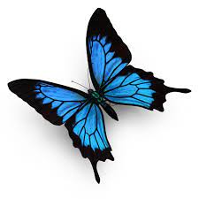 Papilio Ulysses Butterfly Png Images Psds For Download Pixelsquid S10550919e Butterfly Ulysses Png