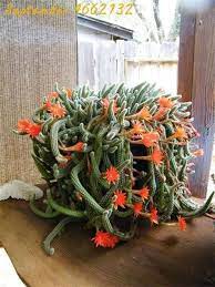 House plants decor plant decor types of cactus plants succulent tattoo rat tail cactus easy to grow houseplants scale insects plant bugs natural bug spray. 8 Rat Tail Cactus Ideas Cactus Rat Tail Cactus Planting Succulents