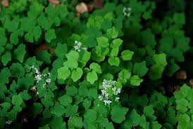 Image result for Blyxa hexandra