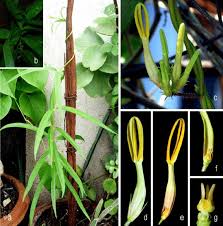 Image result for Ceropegia multiflora