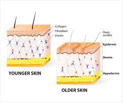 What Is The Dermis