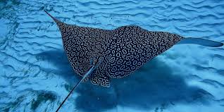 The motion of its rhomboid fins looks like the beating of wings and its… Welcome To Cozumel Eagle Ray Divers