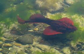 Sea raven — sea ra ven (zo ol.) (a) an american cottoid fish ({hemitripterus americanus}) allied to the sculpins, found on the northern atlantic coasts. Sea Raven Sighting Wells Reserve