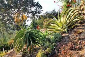 Image result for Aloe buchananii