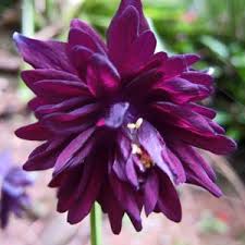 Image result for Aquilegia pompom mix