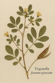 Image result for Trigonella anguina
