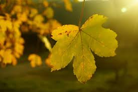 Am tag des martini geht es um den klassiker unter den cocktails. Martini Sommer 2021 Bauernregeln Und Info Garteln