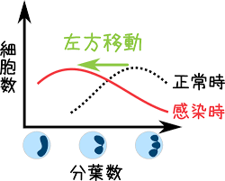 好中球の検査値ー左方移動 左方偏移 とは